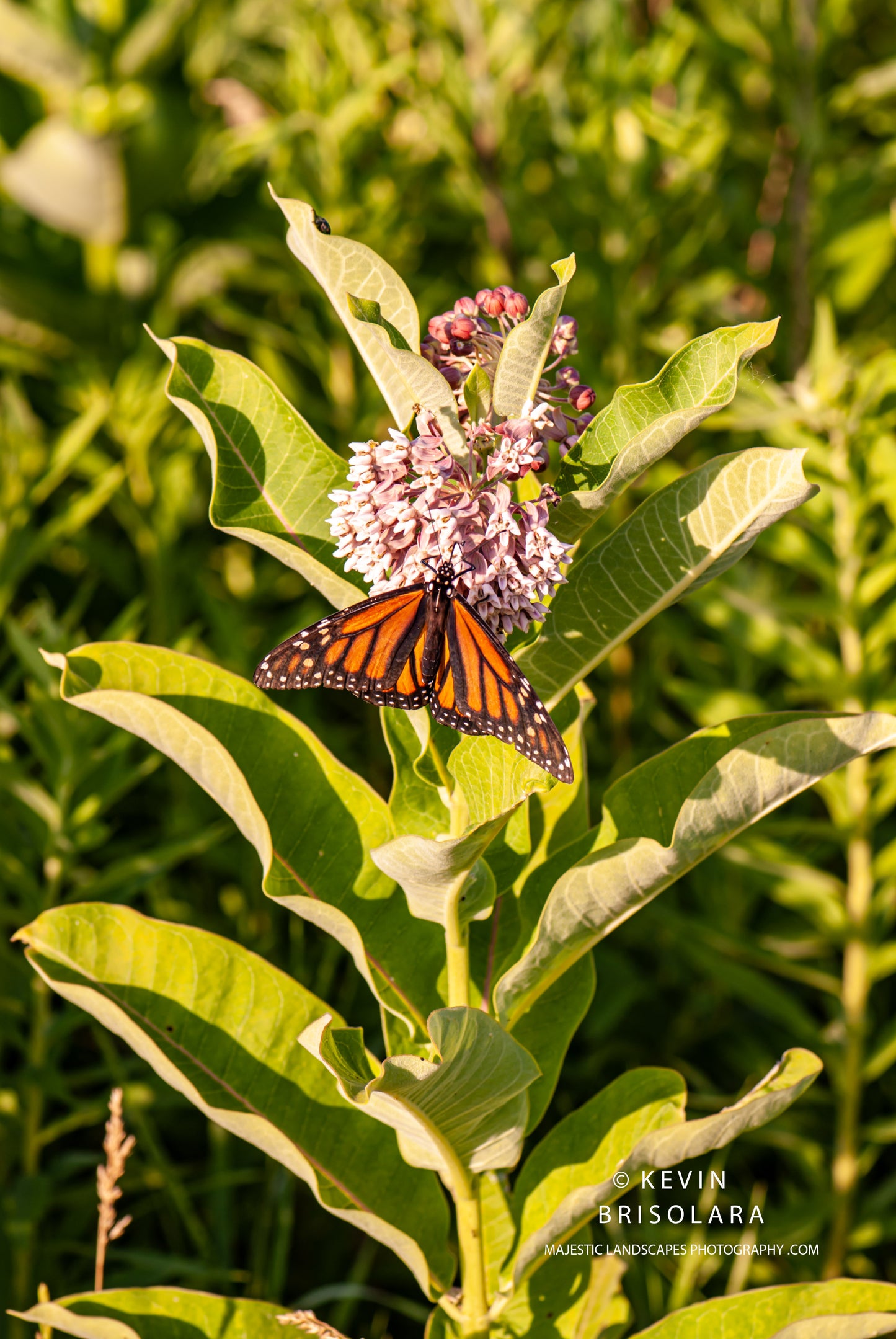 THE EVENING BUTTERFLY