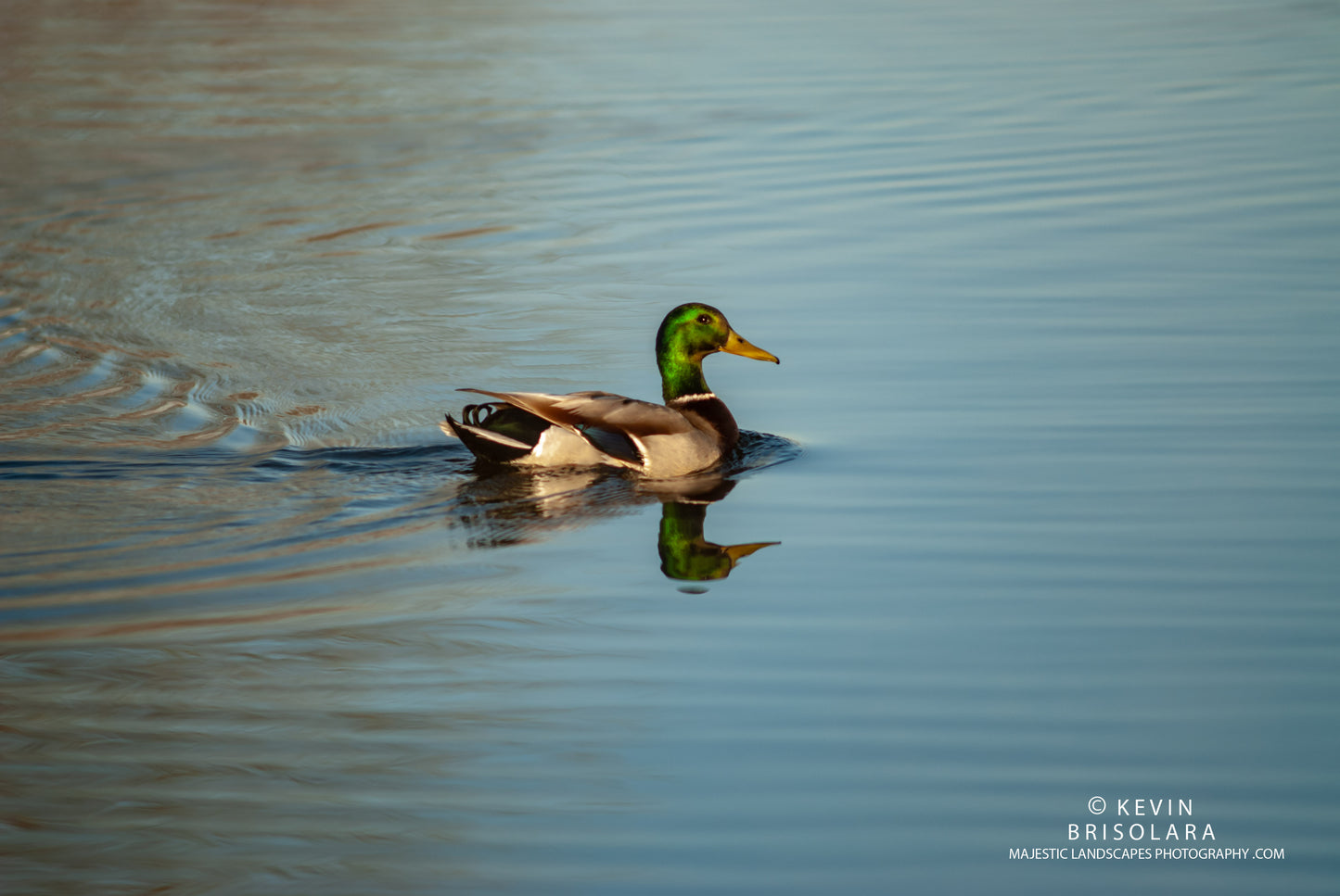 THE VIBRANT GREENHEAD