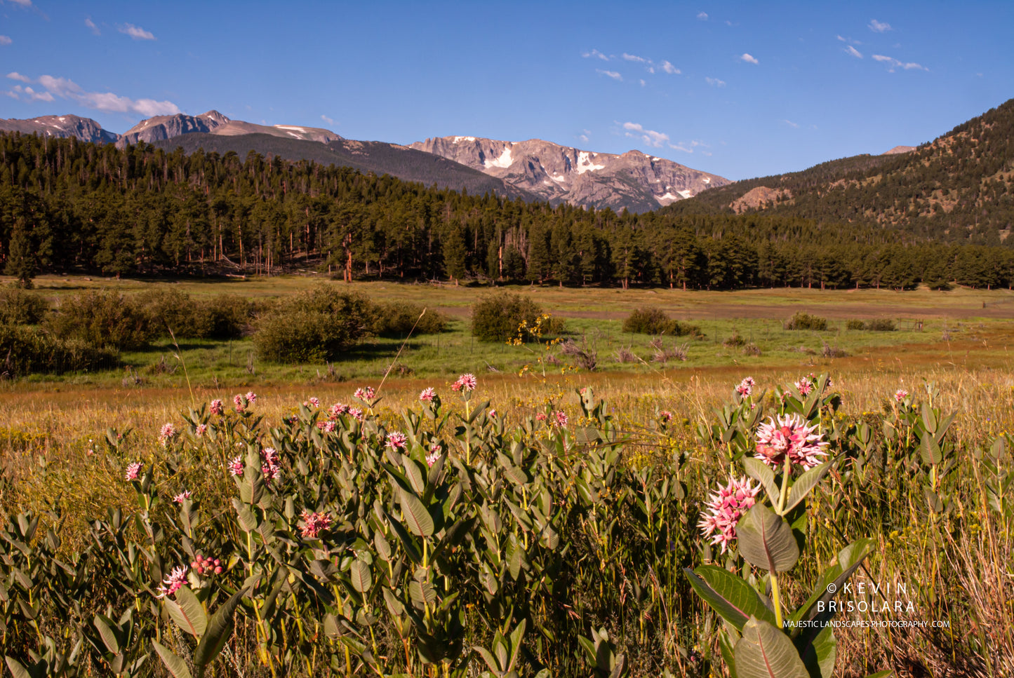 NOTCHTOP MOUNTAIN AND THE MILKWEED