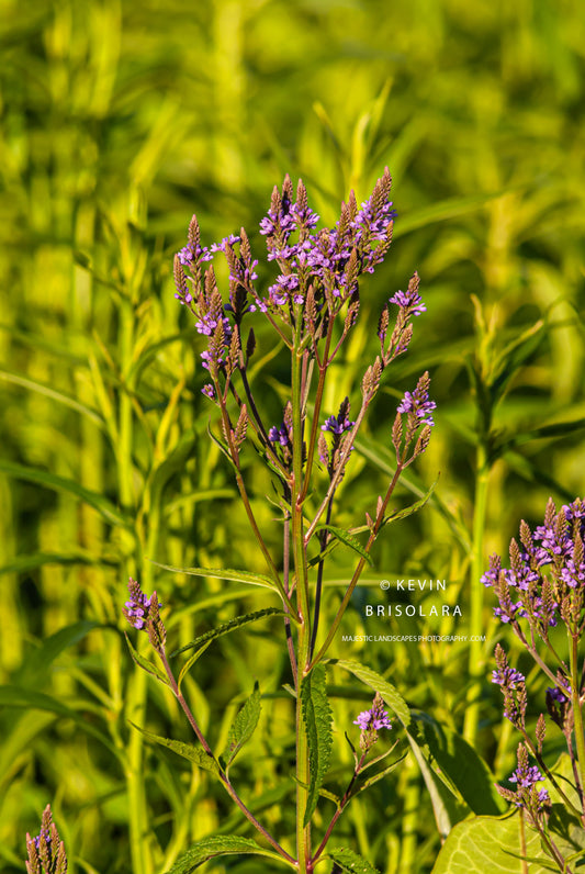 ILLUMINATING BLUE VERVAIN