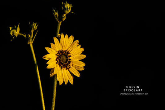 OVERLOOKING THE PRAIRIE