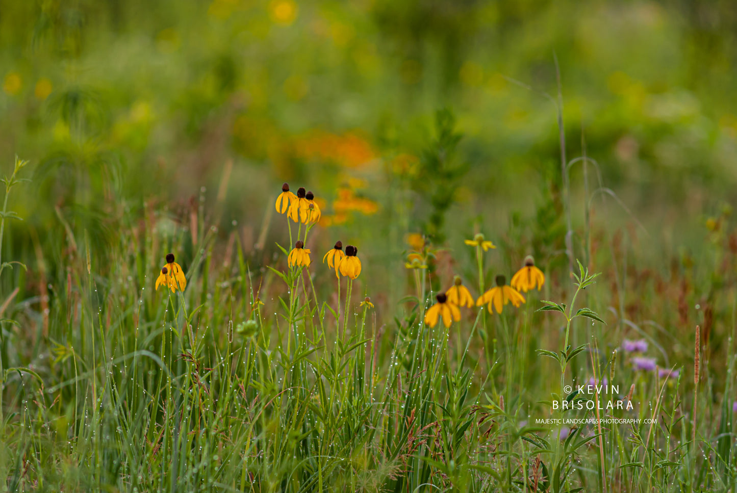 THE CONEFLOWERS OF THE PRAIRIE