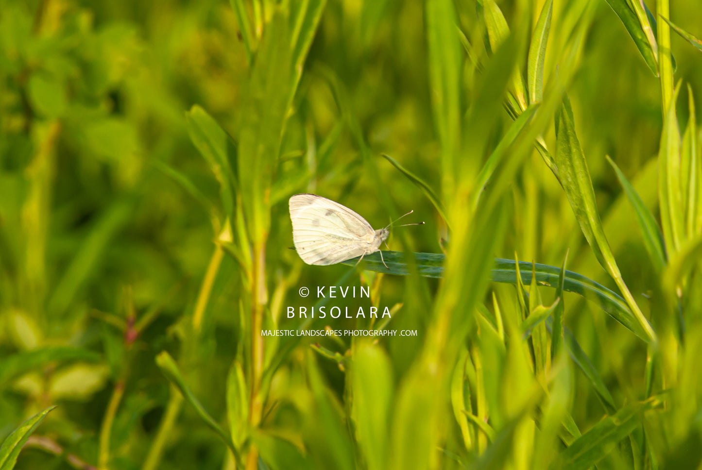 THE MORNING BUTTERFLY