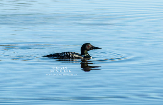 TAKING A BREAK FROM THE MIGRATION