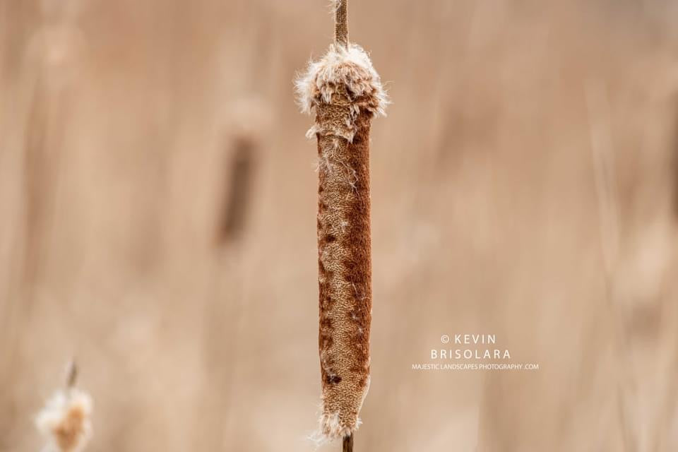 THE CYCLE OF THE CATTAIL