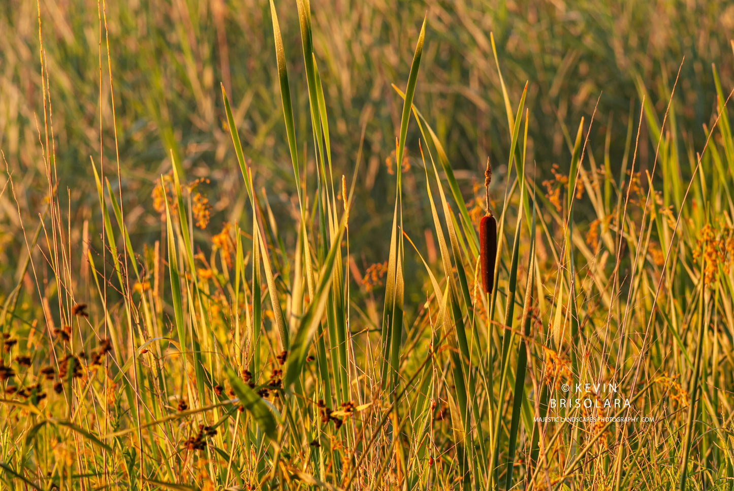 A SOFT LIGHT OF THE CATTAIL