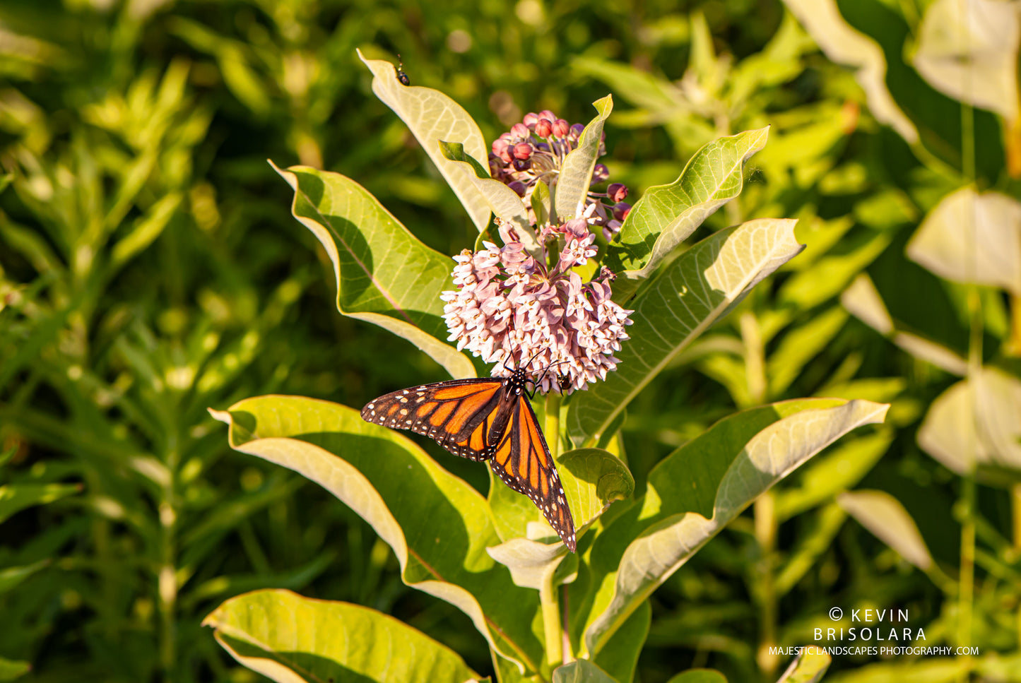 LIFE GIVING NECTAR