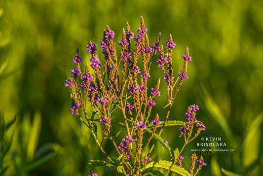 BLUE VERVAIN FLOWER