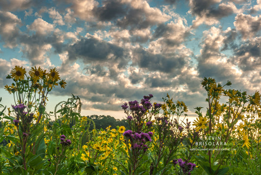 IN FULL BLOOM