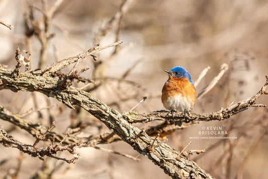 THE BEAUTIFUL BLUEBIRD