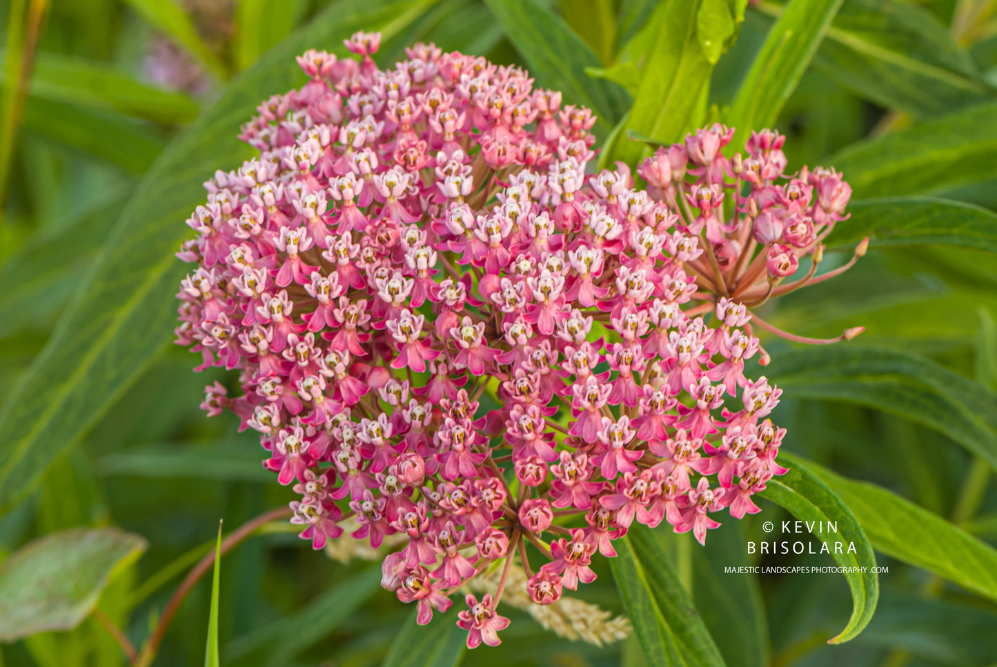 SWAMP MILKWEED FLOWER