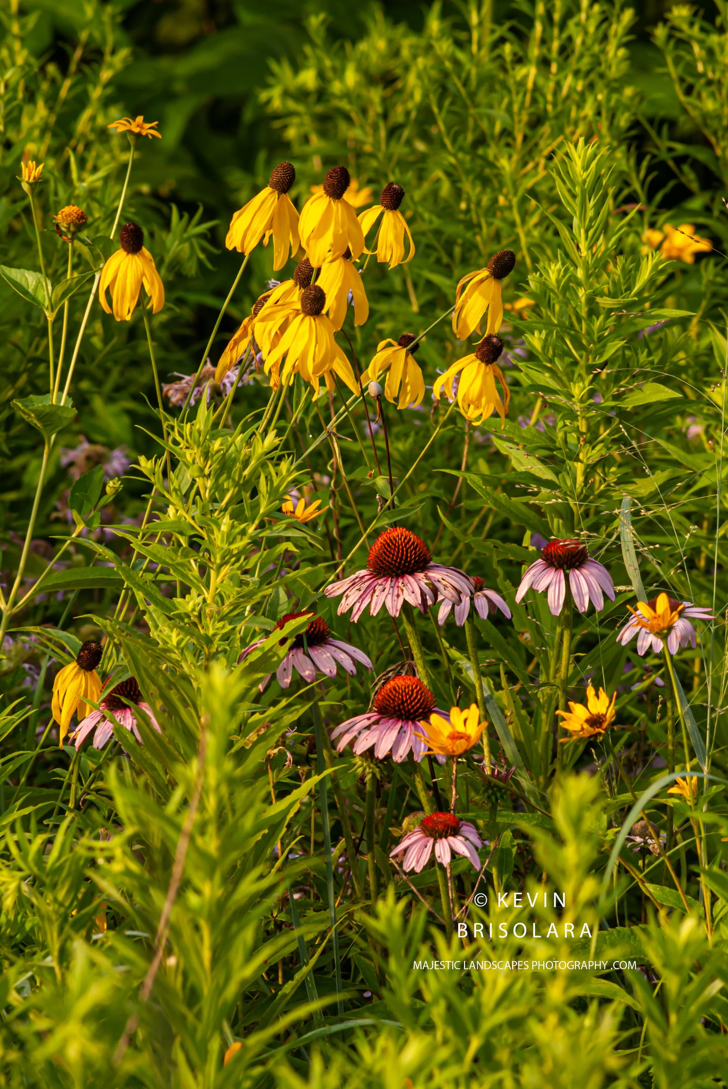 BRILLIANTLY LIT CONEFLOWERS