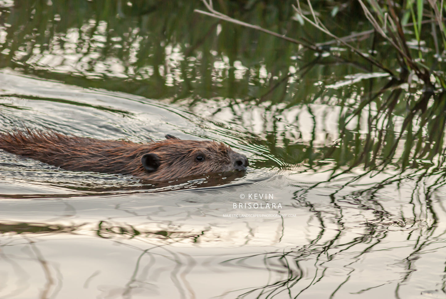 SOUTH FORK KISHWAUKEE BEAVER