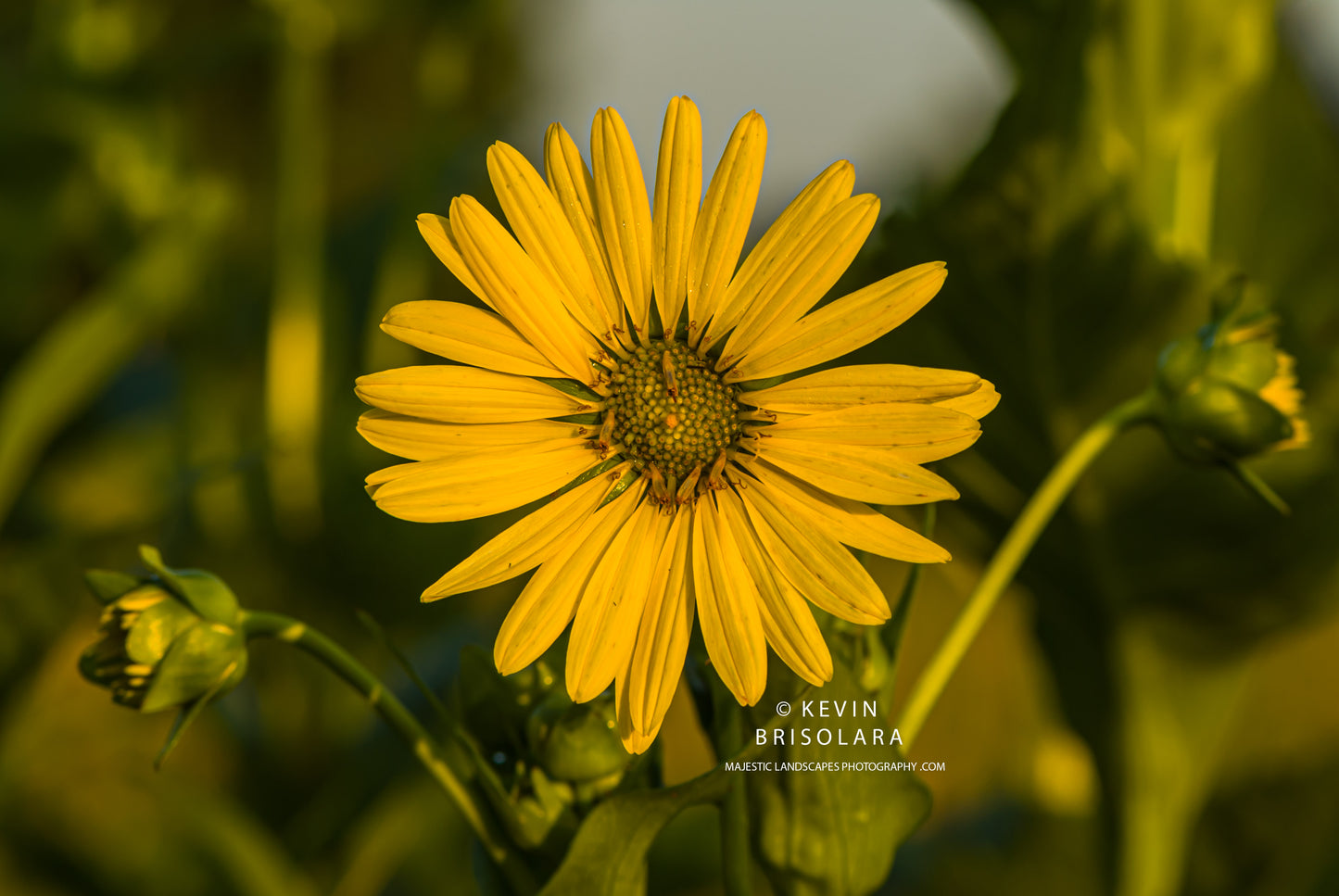 FLOWER FROM THE CUP PLANT