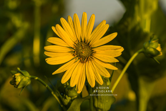FLOWER FROM THE CUP PLANT