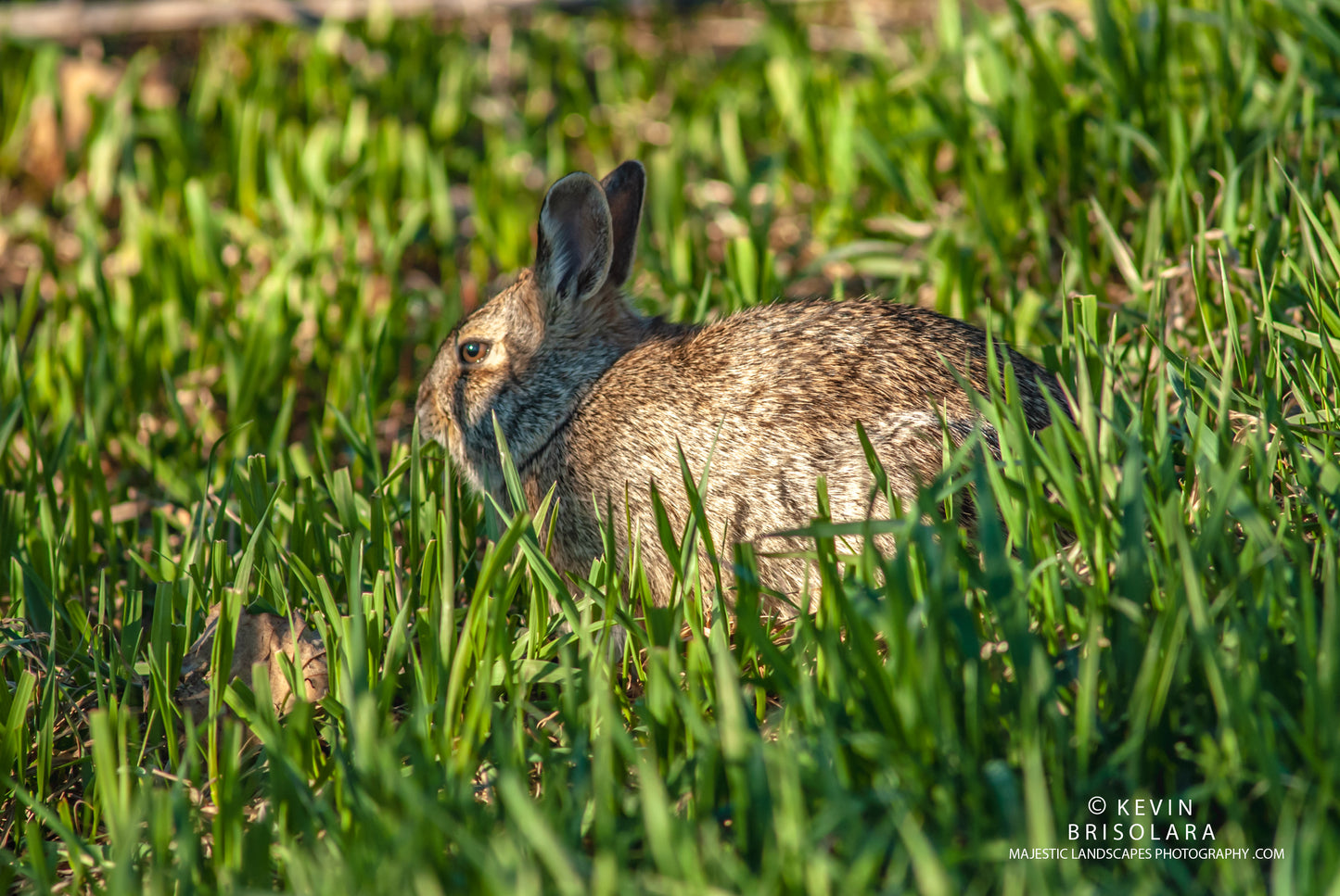 VIEWING THE WILDLIFE