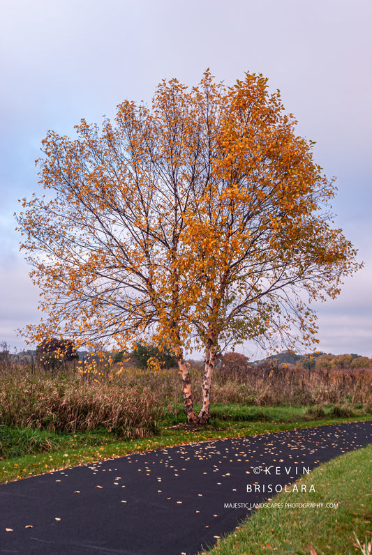 WALK ALONG THE PATH TO THE PAPER BIRCH TREE