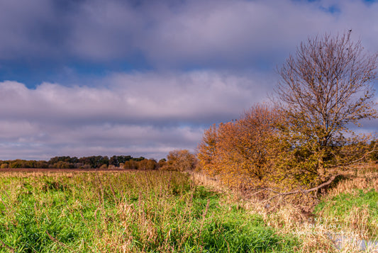 AUTUMN COLORS FROM THE BOX ELDER TREES