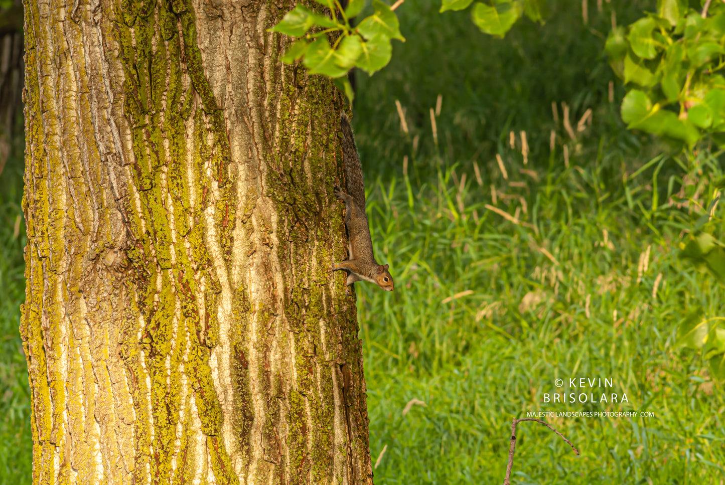 THE GRAY SQUIRREL AND THE COTTONWOOD TREES