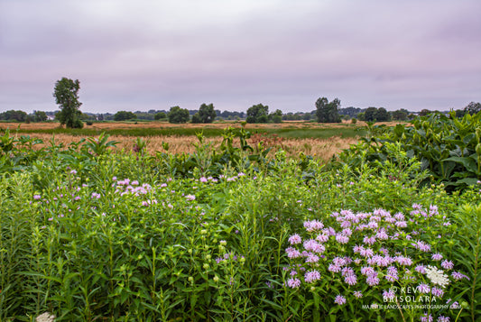 A SCENIC MORNING VIEW IN THE PARK