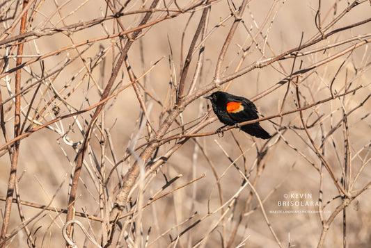 RED-WINGED BLACKBIRD