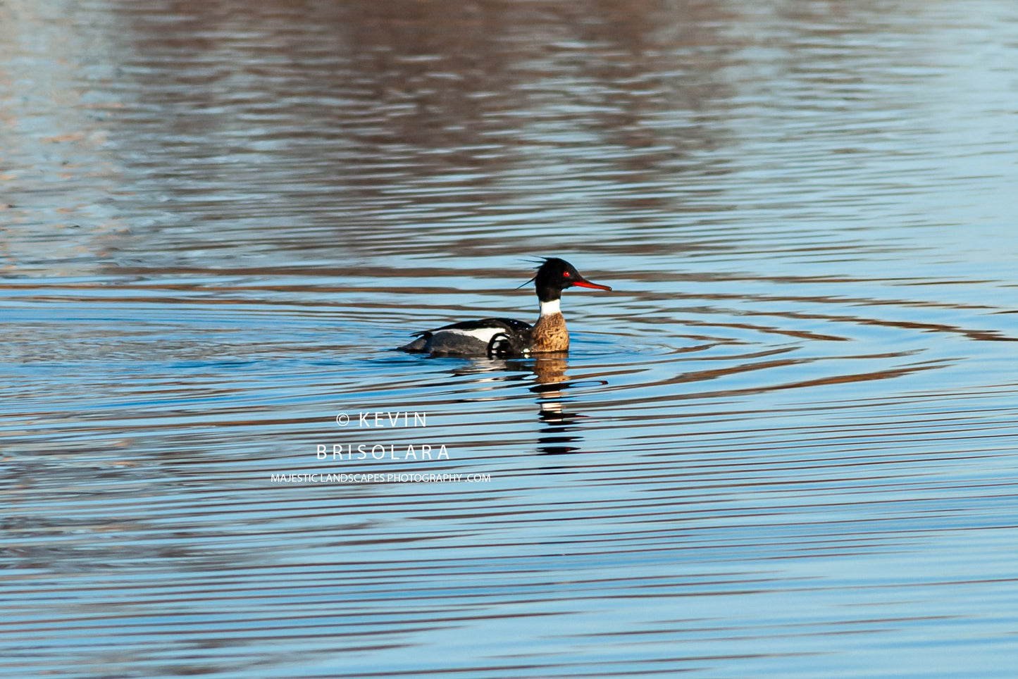 WATCHING THE MERGANSER