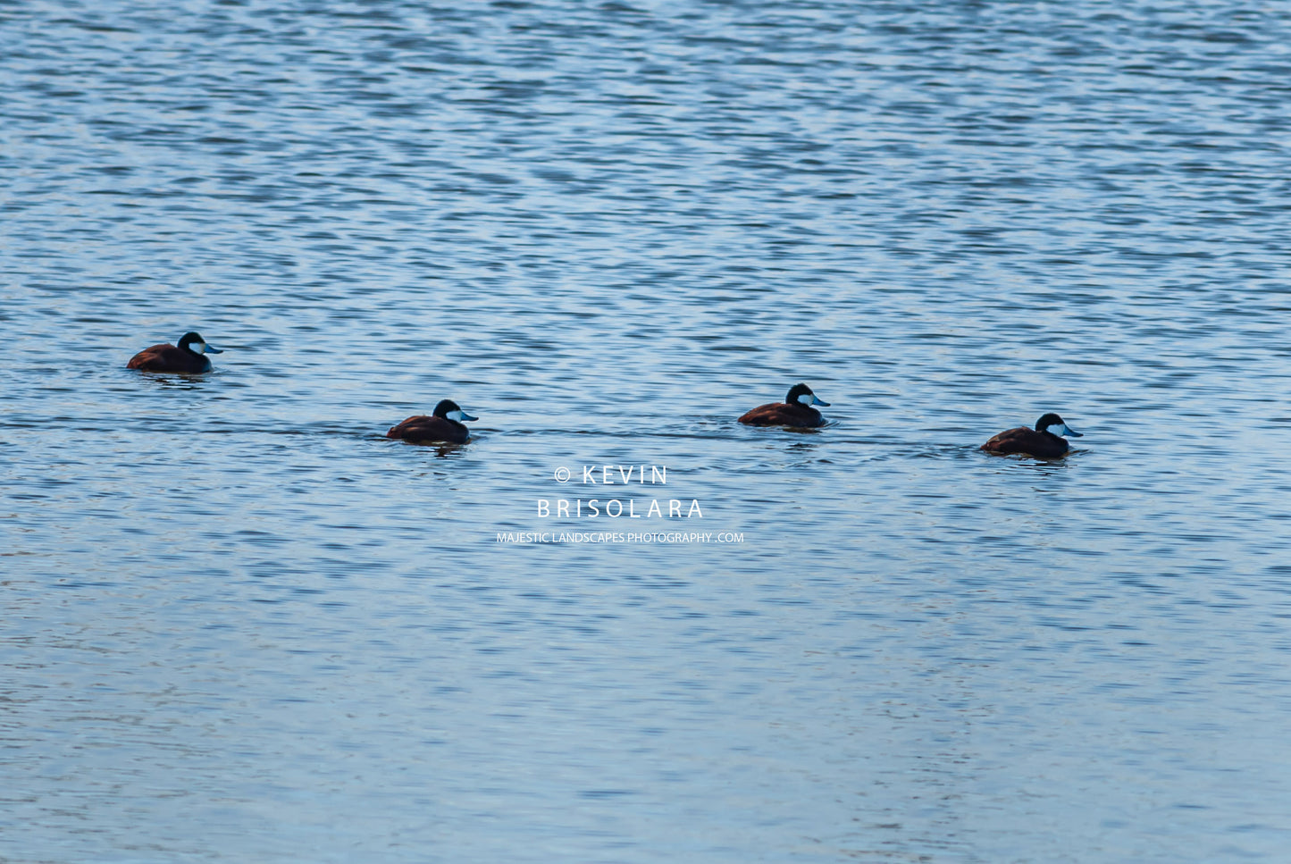 RUDDY DUCKS