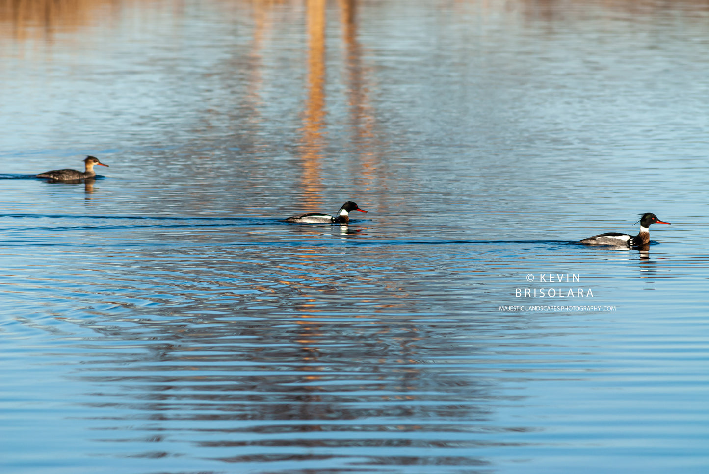 BEAUTIFUL MERGANSERS