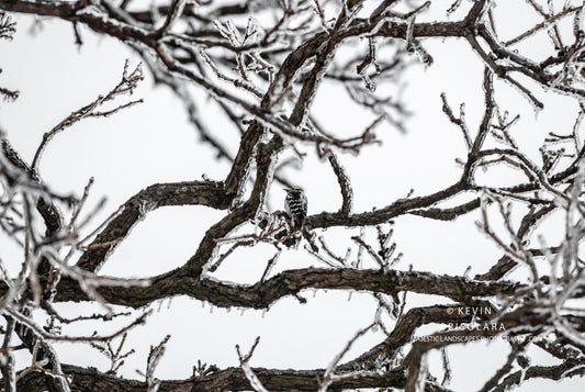 AMONGST THE OAK BRANCHES