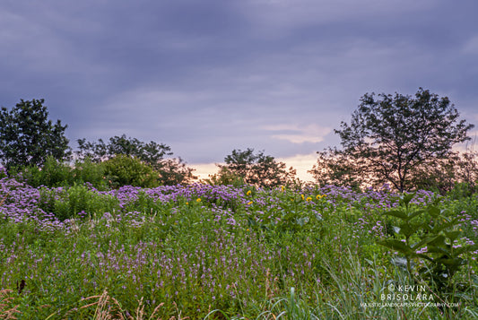 MORNING WILDFLOWERS IN THE PARK