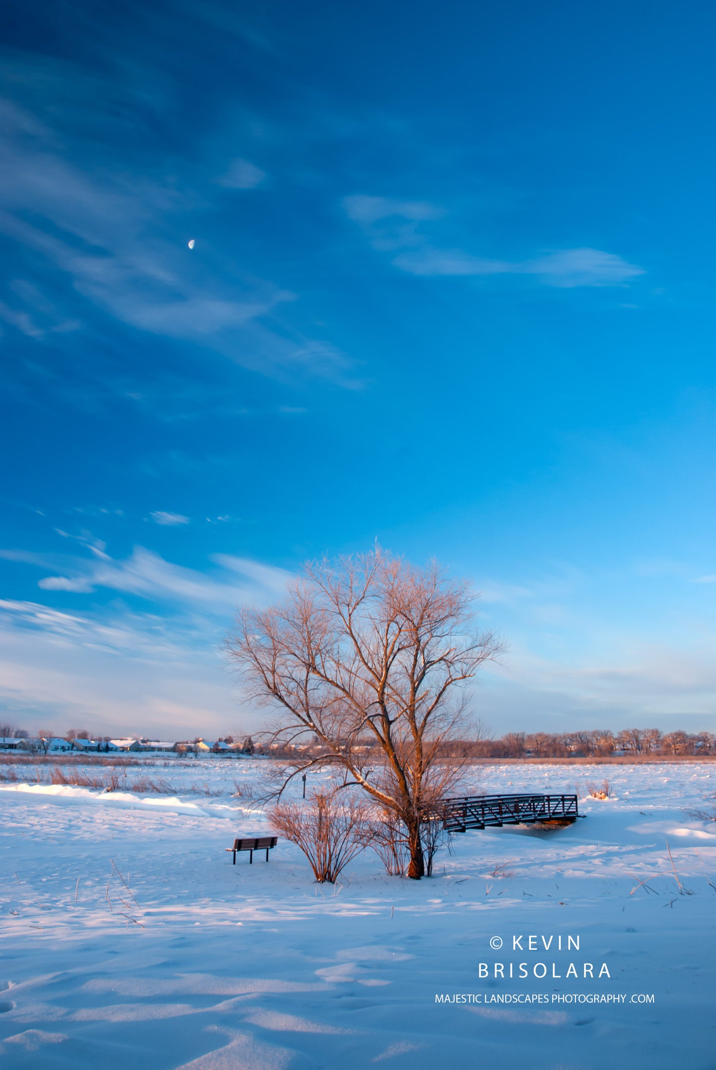 THE BRIDGE AND THE WILLOW TREE