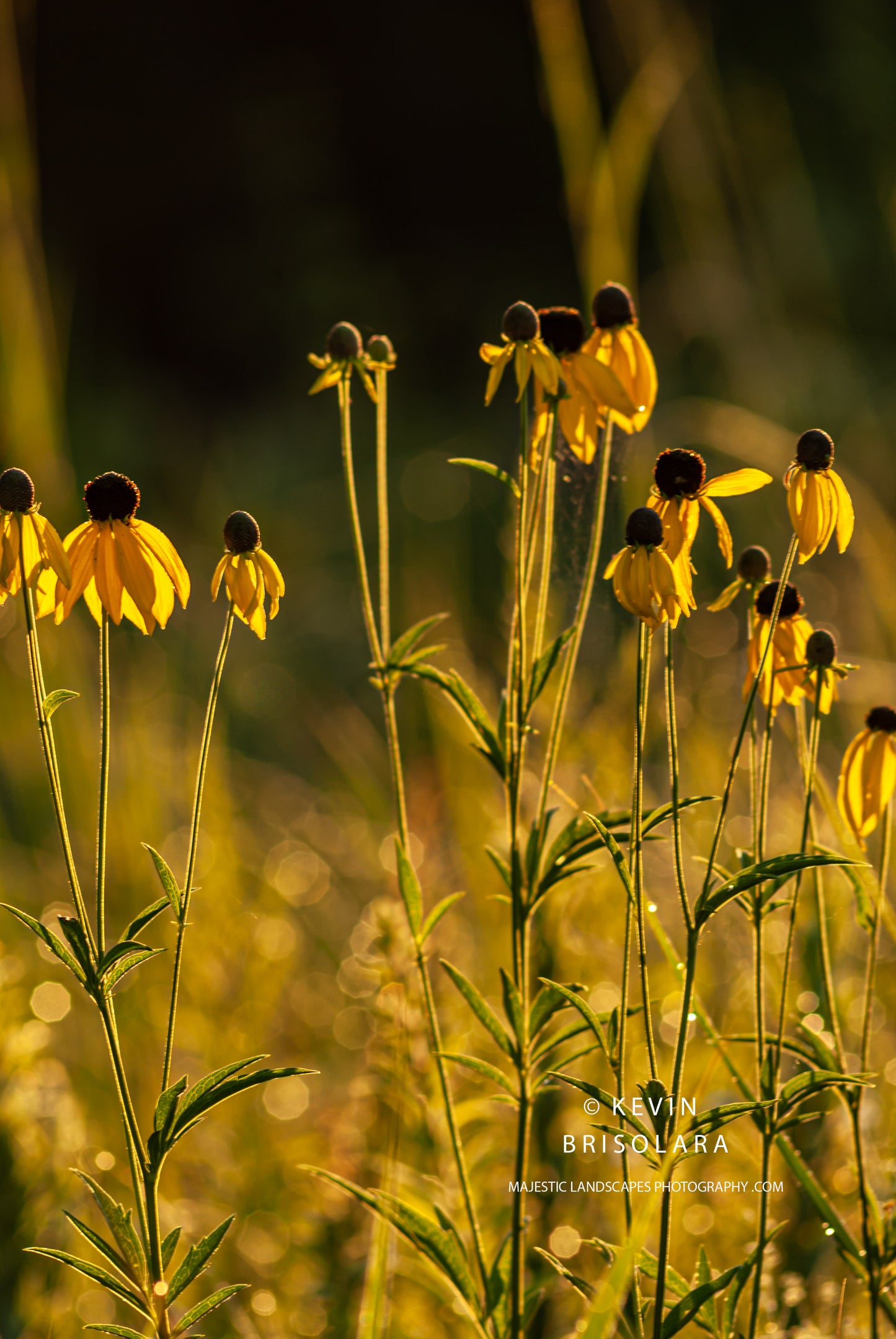 ILLUMINATING THE CONEFLOWERS