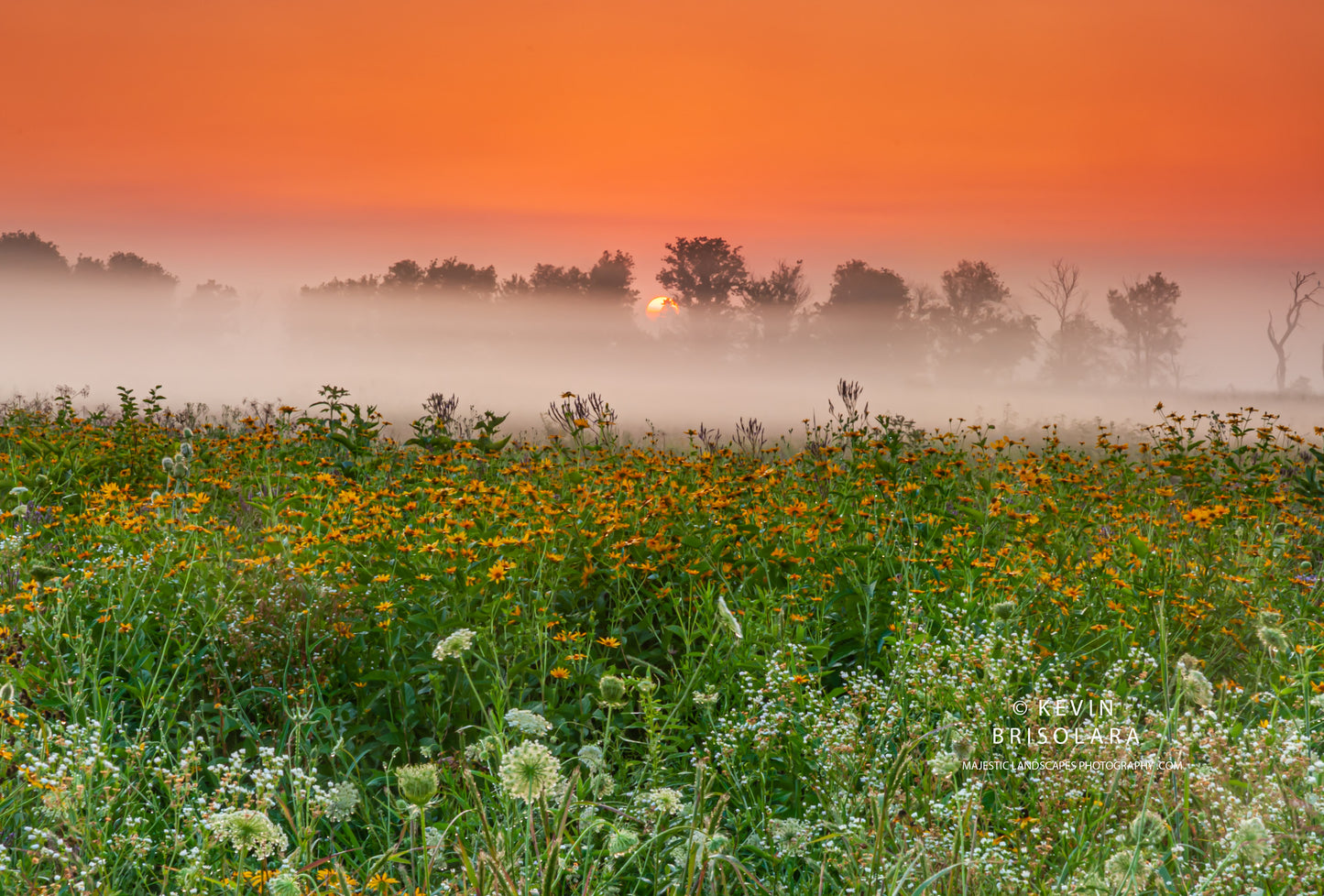 A WILDFLOWER SUNRISE FROM THE PARK