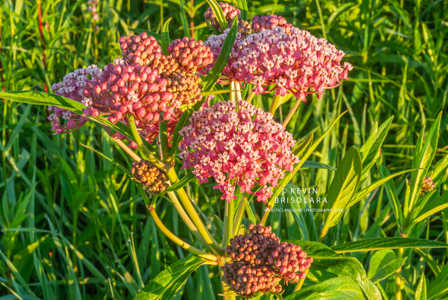 A BOUQUET OF MILKWEED FLOWERS