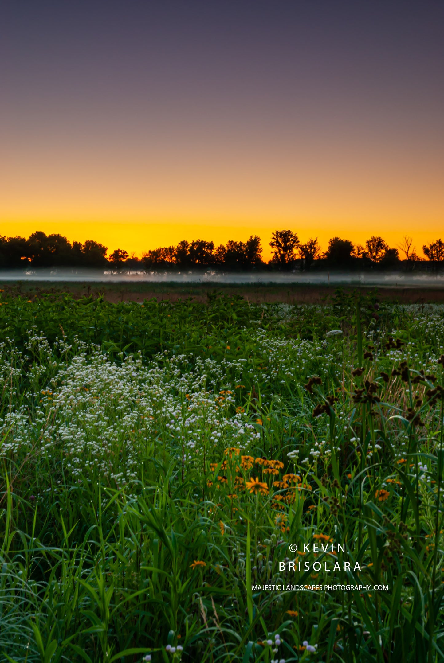 THE WILDFLOWERS WITH A  SUMMER MORNING SUNRISE