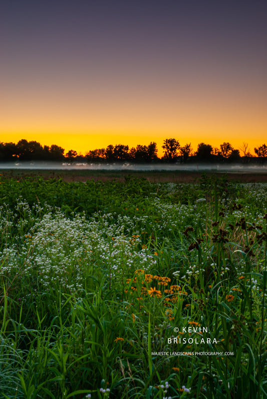 THE WILDFLOWERS WITH A  SUMMER MORNING SUNRISE