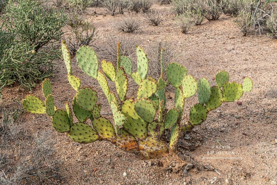 PRICKLY PEAR OF THE DESERT