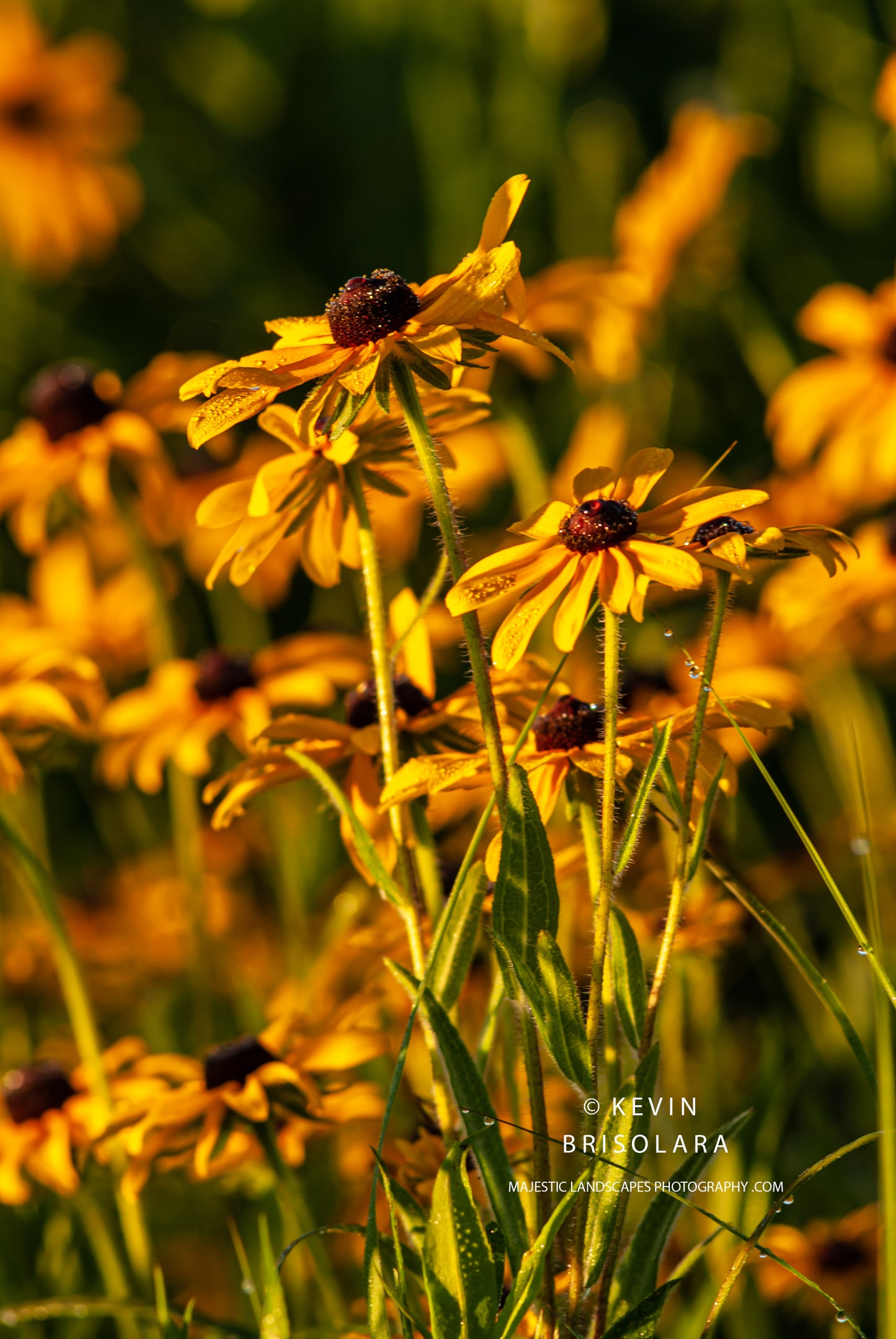 GOLDEN WILDFLOWERS FROM A PRAIRIE LANDSCAPE