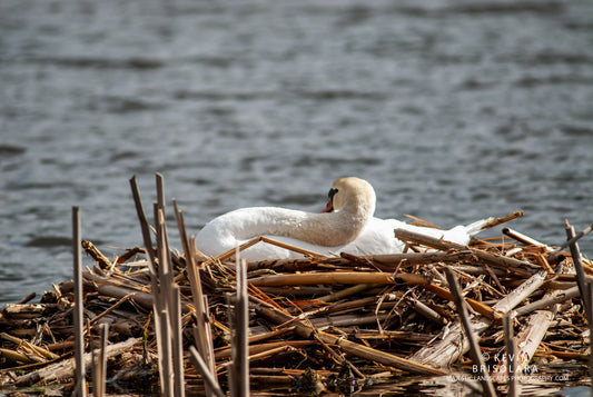 RESTING PEACEFULLY