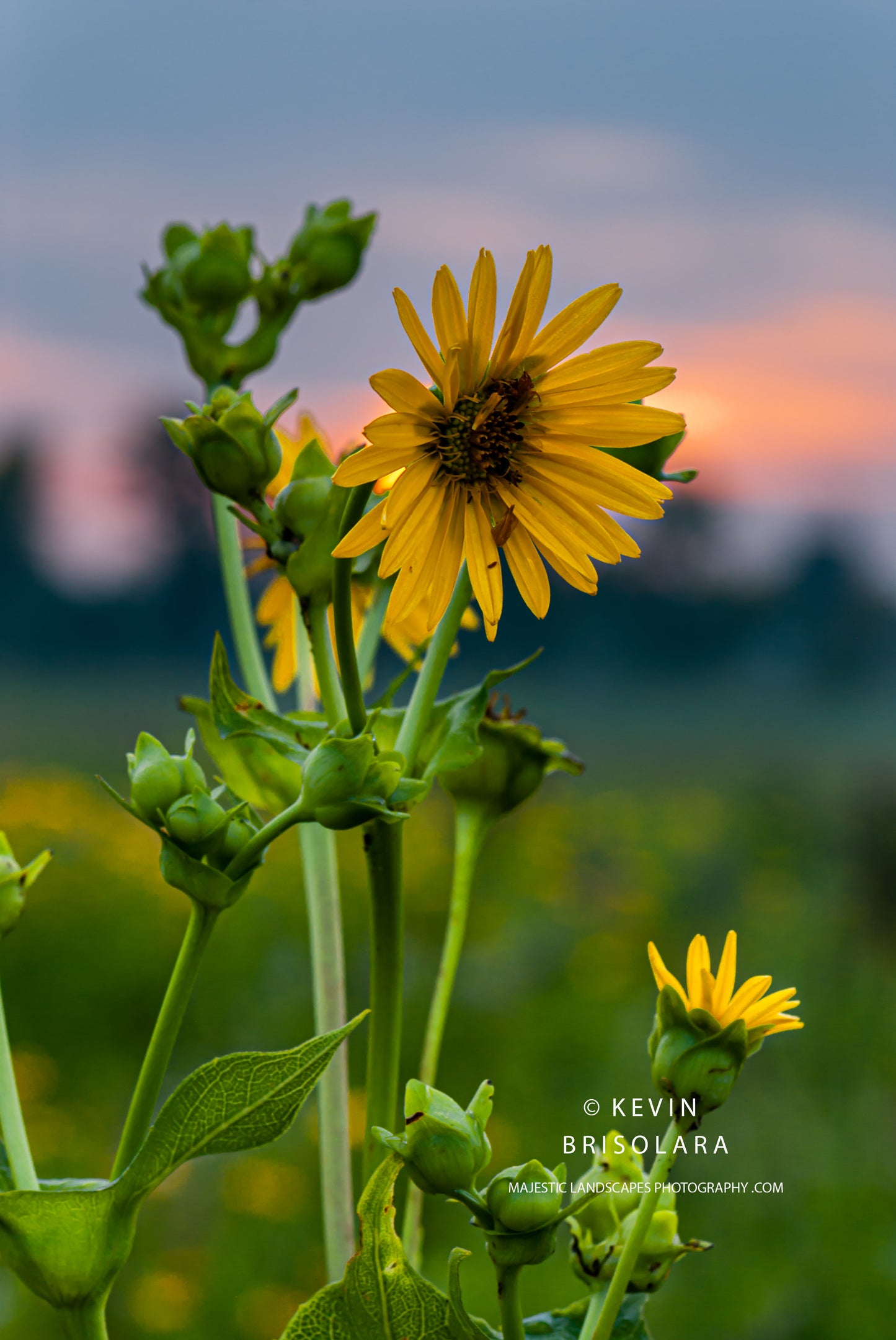 A BEAUTIFUL SUMMER SUNRISE WITH A CUP PLANT