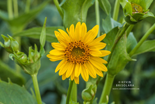 THE CUP PLANT FLOWER