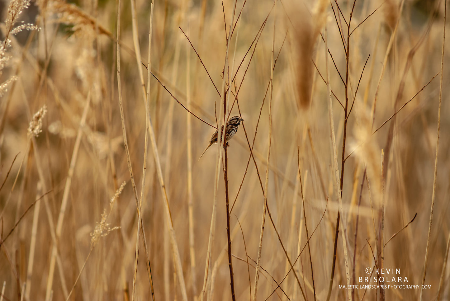 AMIDST THE GIANT REEDS