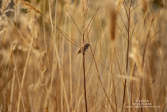 AMIDST THE GIANT REEDS