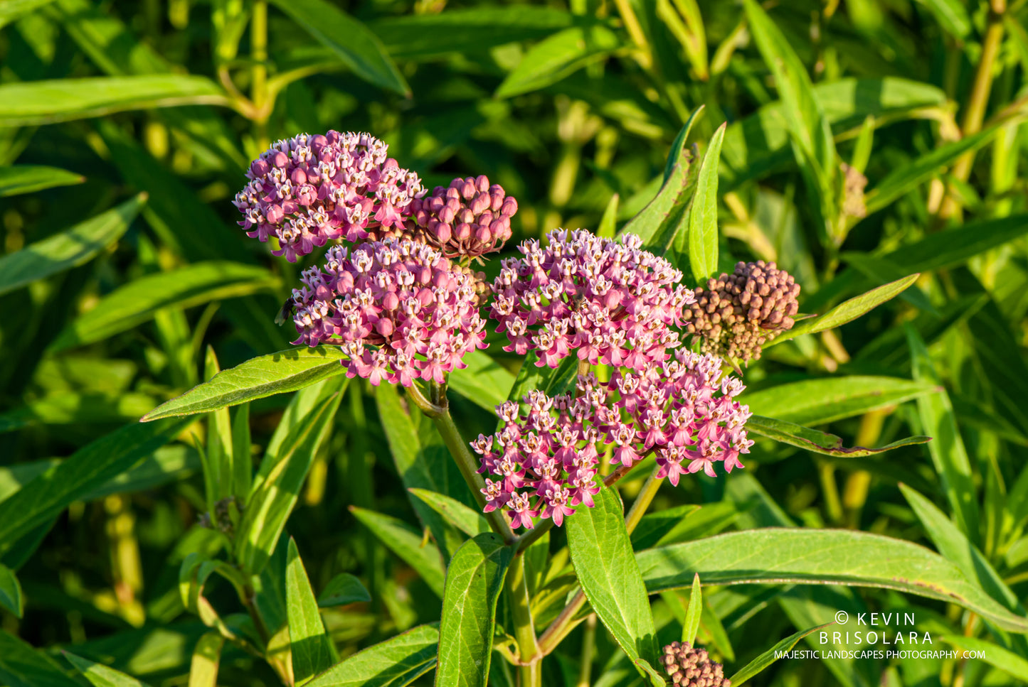 THE FLOWERS OF THE MILKWEED PLANT