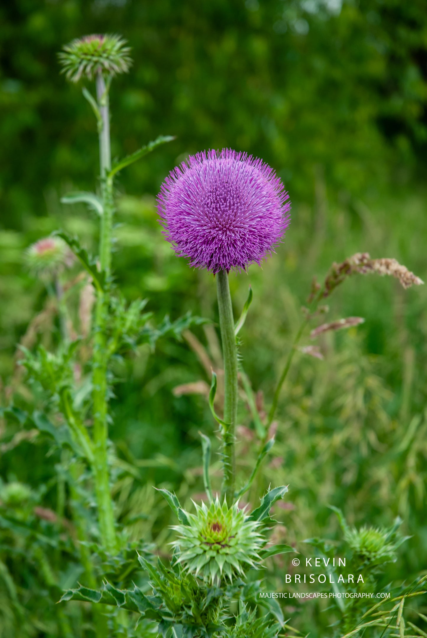 THE PARKS PURPLE WILDFLOWER