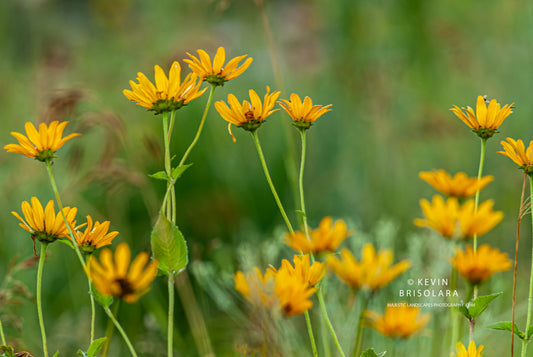 FULL OF BEAUTY ON THE PRAIRIE