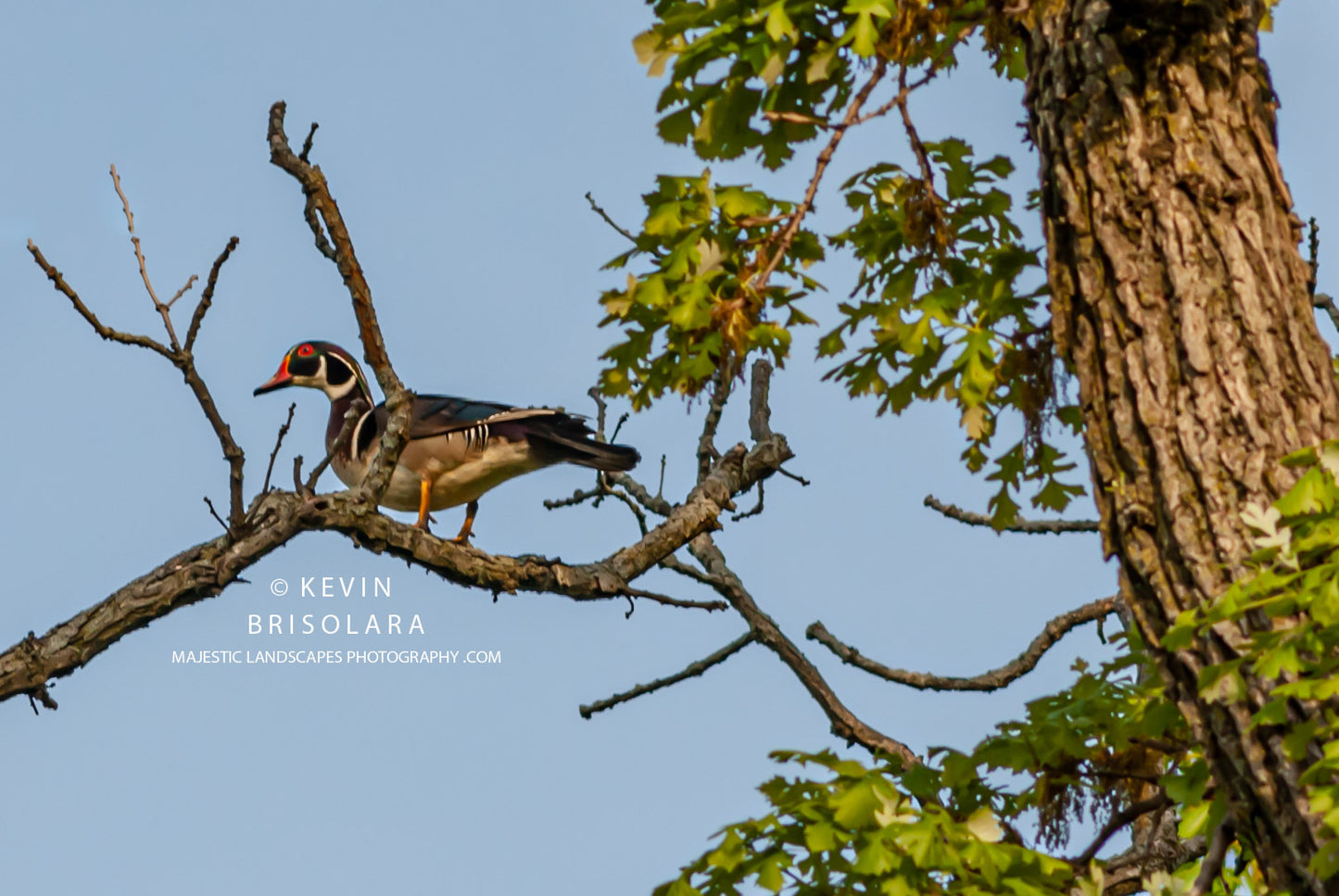 A MORNING SURPRISE IN THE OAK TREE