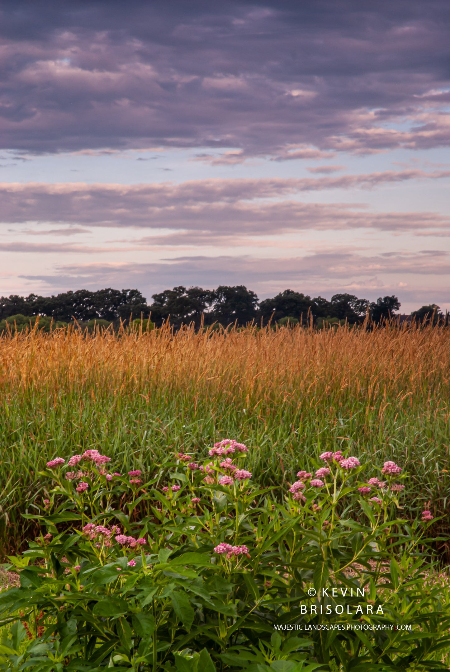 THE PARK AND THE WILDFLOWERS