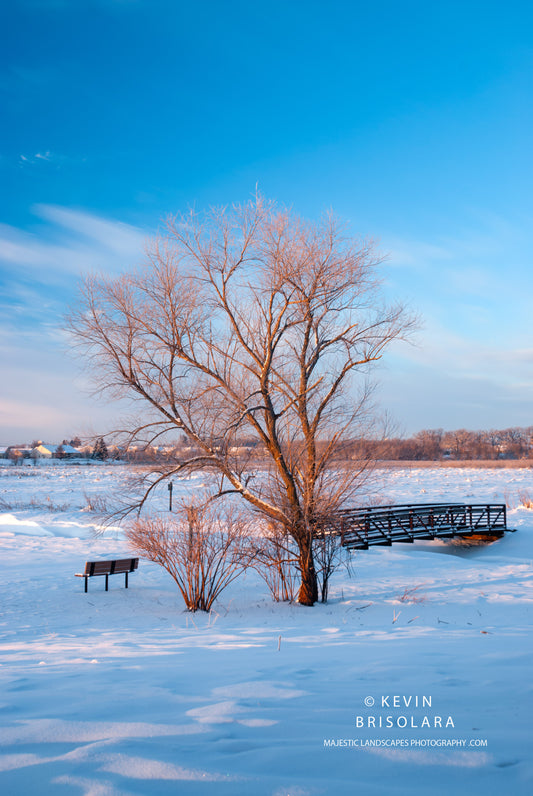 A BEAUTIFUL WINTER SCENE IN THE PARK