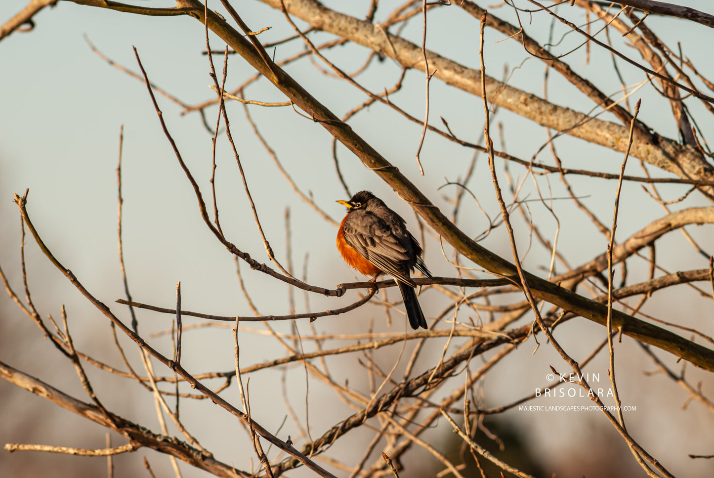 AMERICAN ROBIN